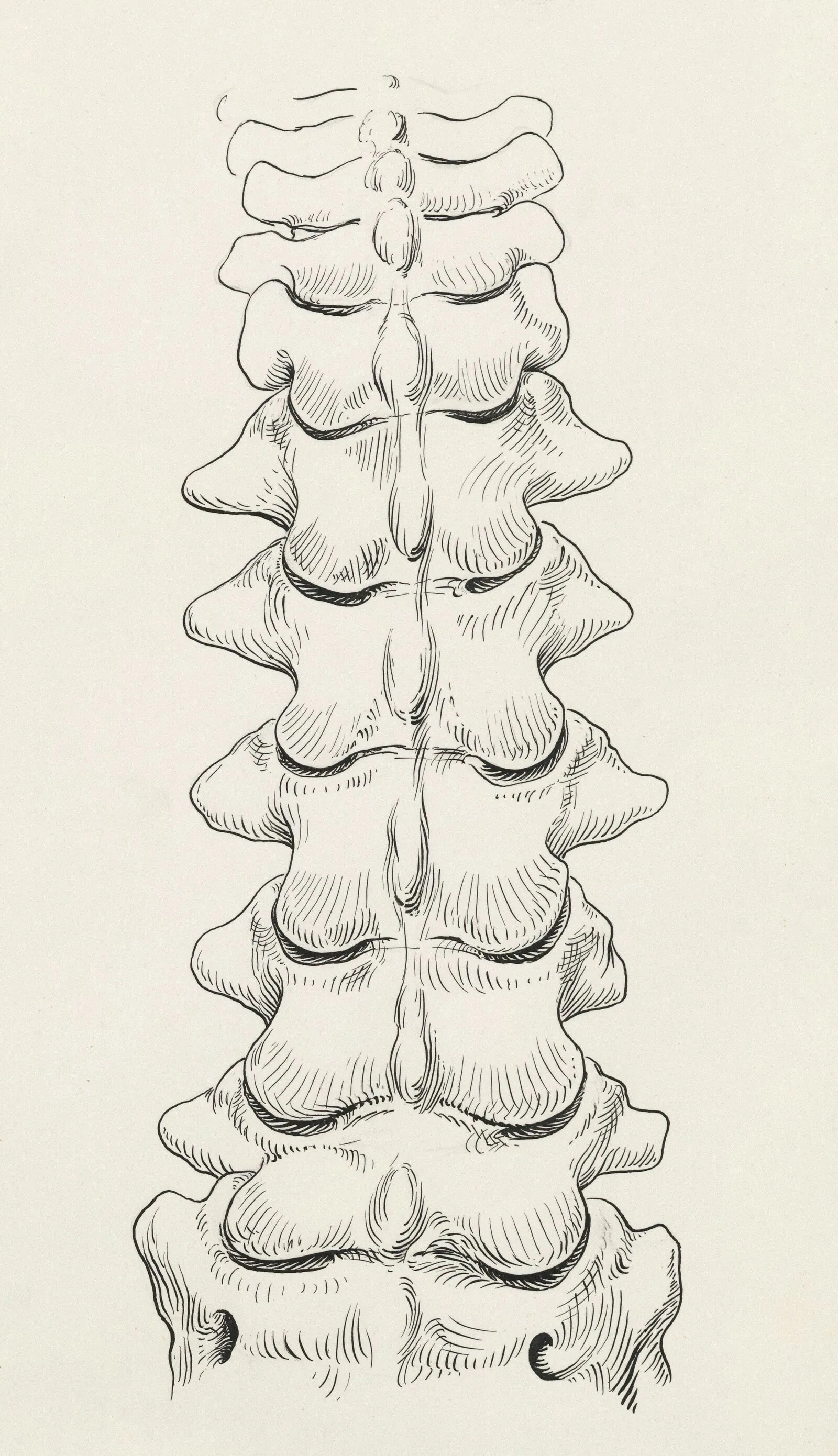 Vintage anatomical sketch of the human spine